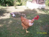 Label Rouge "Galinha"